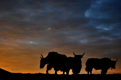 2024牛女孩高雅有涵养的名字 属牛女孩最吉利的名字