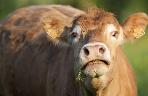 男孩名字2024牛年 男孩名字2024牛年大全