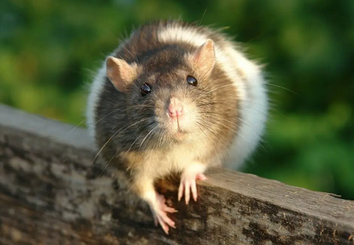 男孩名字2024鼠年 男孩名字2024鼠年大全