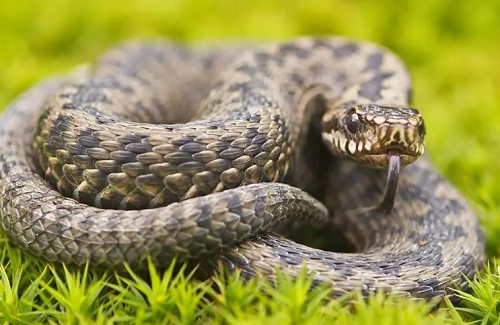 男孩名字2024蛇年 男孩名字2024蛇年大全