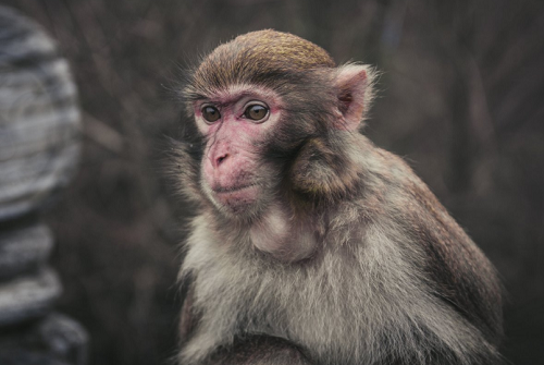 猴宝宝男孩名字 男孩小名大全2024最新版的猴宝宝