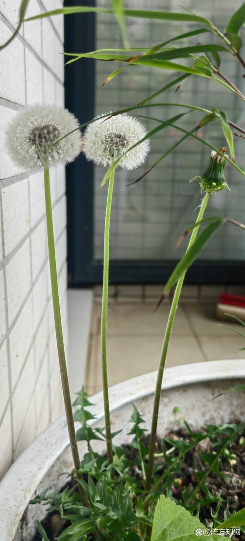 报刊取名女孩_报刊取名女孩怎么取_报刊取名字