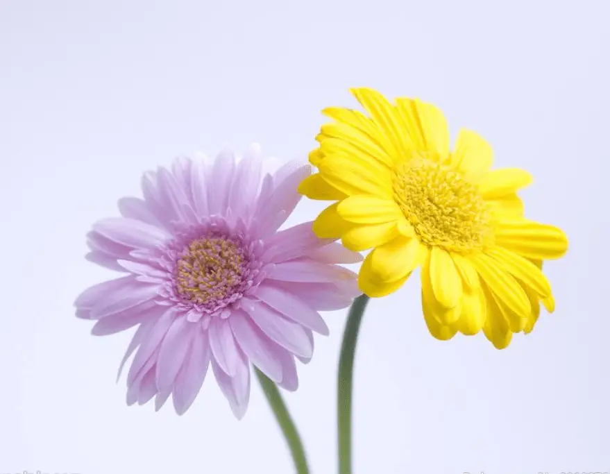 女孩取名费用_2022属虎女孩取名最佳用字_谢咏老师周易取名