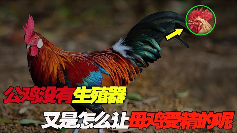 鸡年男孩取名禁忌_男性生殖器别称 小鸡鸡由来 儿童性教育用词