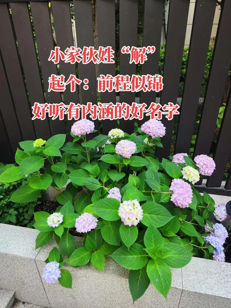 解字取名牛年男孩_解姓男孩取名推荐2026年正月初四_解姓男孩八字取名2026年正月初四