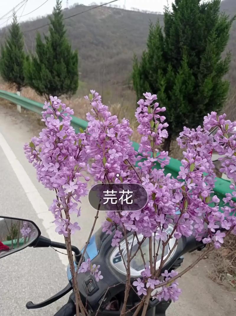 令芫名字含义_令芫名字怎么读_芫字取名男孩取名案例