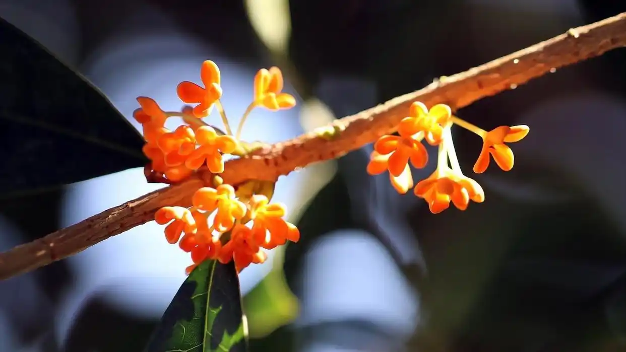 诗经女宝宝名_出自诗经的女孩名字_取名字女孩英气